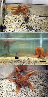 Characterization of NGFFYamide Signaling in Starfish Reveals Roles in Regulation of Feeding Behavior and Locomotory Systems